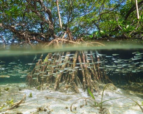 Mangroves - Gordon & Betty Moore Foundation